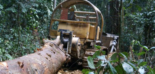 Droit de reponse aux accusations de Survival International incriminant le groupe Rougier au cameroun