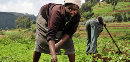 Le FIDA mobilise annuellement 55 millions de dollars pour l’agriculture africaine