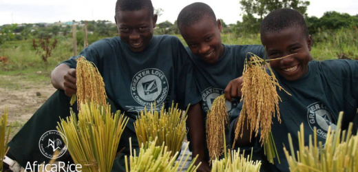 Sénégal: Un centre de formation aux métiers rizicoles