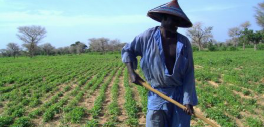 Sénégal : La Banque Mondiale soutient les petits agriculteurs