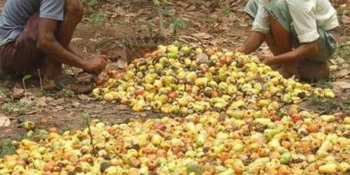 Côte d’Ivoire : Arise IIP en joint-venture pour la construction d’une usine de transformation de l’anacarde