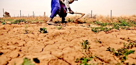 Sénégal : 32 milliards de F CFA pour la prochaine campagne agricole