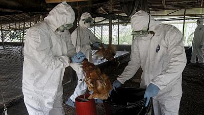 Cameroun- la grippe aviaire a causé 10 milliards de Fcfa de pertes à la filière avicole