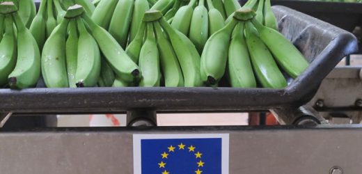 Côte d’Ivoire : l’UE subventionne la filière de la banane