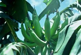Cameroun- L’Espagnol Tomsa Destil dans la banane plantain