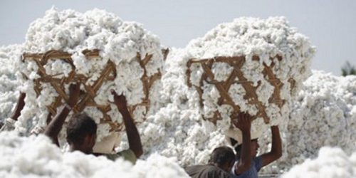 Cameroun- La SODECOTON a perdu 15 milliards de F en 2015