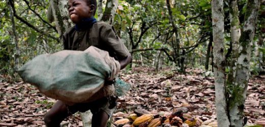 Cacao: l&rsquo;OMCC construit une école primaire en Côte d&rsquo;Ivoire