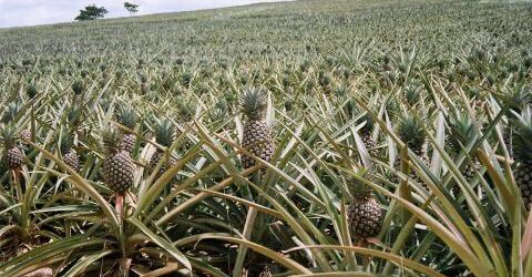 Injaro investit dans la filière de l’ananas au Ghana