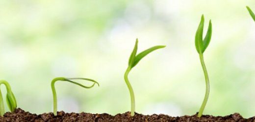 Neuvième investissement de African Agriculture Fund 