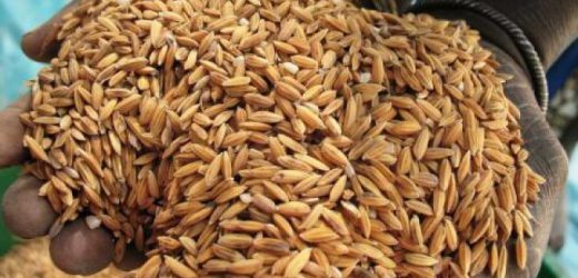 Mauritanie : 293.000 tonnes de riz pour la campagne agricole 2014/2015