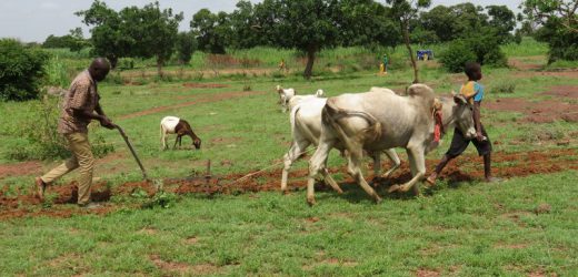 Burkina: Vers la création d’une banque agricole pour soutenir l’agriculture