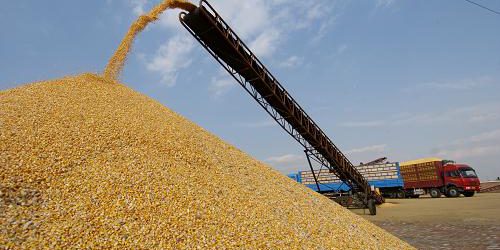 Algérie : nouvelle baisse de la production céréalière