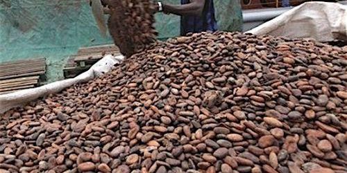 Cameroun : Néo Industry et le groupe Samen envisagent la transformation locale et l’exportation de 200.000 tonnes de cacao