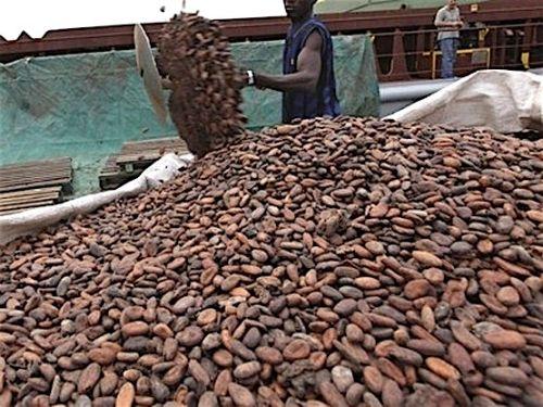 0508-39948-le-cameroun-a-produit-269-495-tonnes-de-cacao-au-cours-de-la-campagne-2015-2016_L