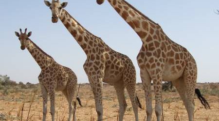 La dette des pays d’Afrique de l’Est augmente rapidement, mais elle reste gérable
