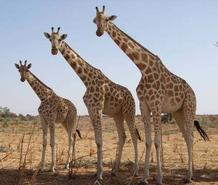 East Africa