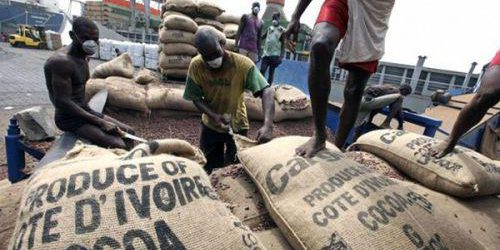 Du boom à l&rsquo;effondrement : les luttes des exportateurs de cacao ivoiriens sur un marché volatil