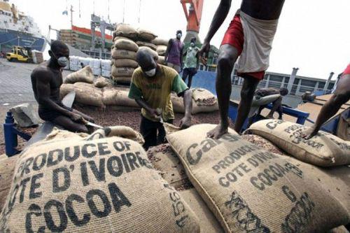 cacao