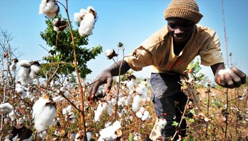 Coton : production record au Mali