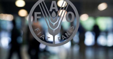 La FAO en quête de 10 millions de dollars pour le Nigéria