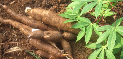 Sénégal : Plus de 500.000 tonnes de manioc attendues en 2016