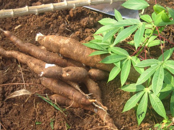 manioc1