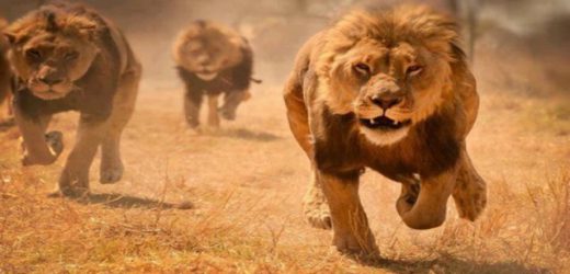 Les trajectoires divergentes des  lions africains (Mckinsey)