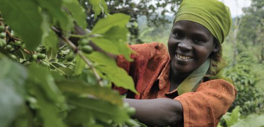 Partenariat entre Root Capital et Mastercard pour soutenir les petits agriculteurs africains