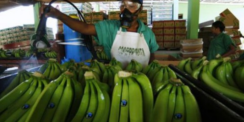 Cameroun : 74 milliards de FCFA de chiffre d’affaires attendus pour l’agro-industrielle PHP en 2016