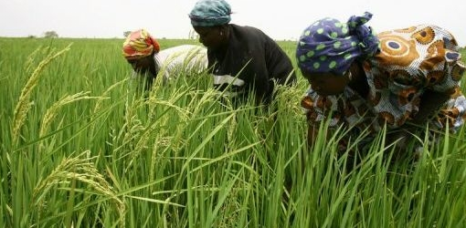 Forum sur la révolution verte en Afrique : la BAD présente son programme à long terme de développement de l’agriculture et de l’agro-industrie