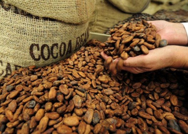 cacao
