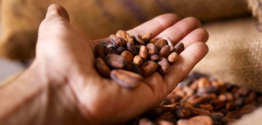 Cacao : Abidjan et Accra jettent les bases d’un cartel du cacao 
