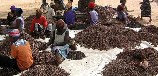 Côte d’Ivoire : Identification de la filière karité pour une meilleure structuration
