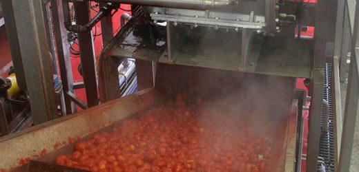 Côte d’Ivoire : Agronomix annonce trois usines de transformation de tomates et de fruits