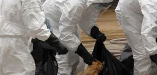 Cameroun- La grippe aviaire fait perdre 16 milliards de FCFA à la filière avicole