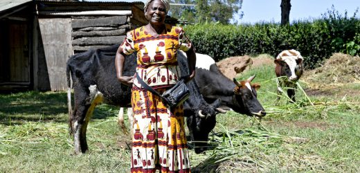 Kenya : Lancement officiel du projet Livelihoods au Mont Elgon