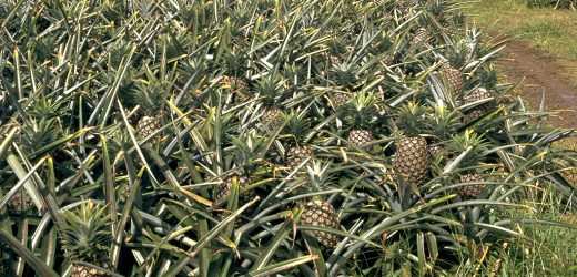 Cameroun : 58 milliards de FCFA de la Bad pour le développement des chaînes de valeurs agricoles