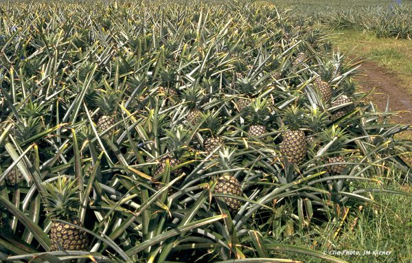 7_plantation_ananas