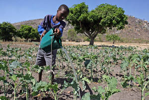 La Facilité africaine de l’eau soutient la capacité des petits agriculteurs