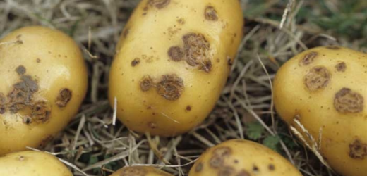 Guinée/filière pomme de terre: des pertes estimées à 400 milliards de francs guinéens
