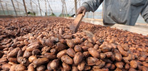 Côte d’ivoire : British Arab Commercial Bank octroie un financement de 25 millions d’euros à SAF Cacao