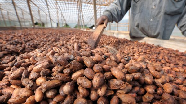 A laborer rakes cacao beans on a plantation in Toumokro, Ivory Coast in 2008.