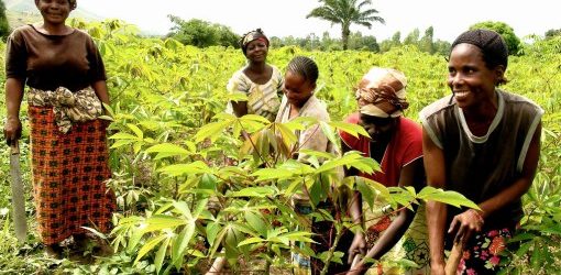 Covid-19:  la Côte d&rsquo;ivoire au secours des filières agricoles