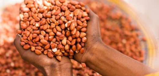 Quel avenir pour l’arachide au Sénégal ?