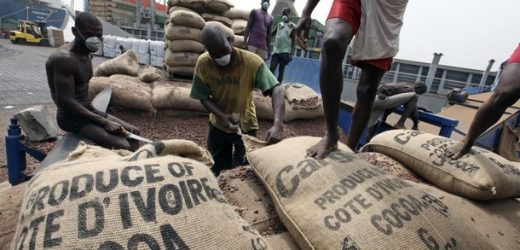 Côte d’Ivoire : Un « Stop » inattendu des exportations de cacao