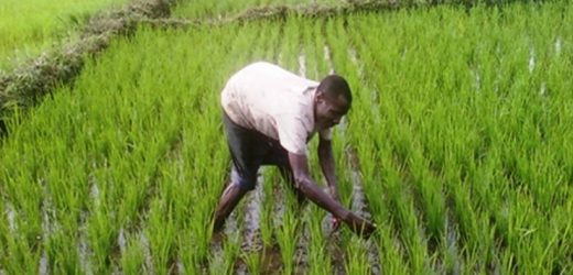 Guinée-Bissau: la BAD appuie la filière rizicole