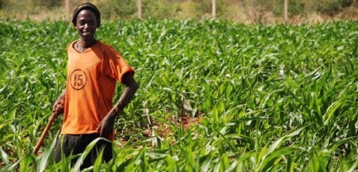 L’OCP fertilise le Cameroun