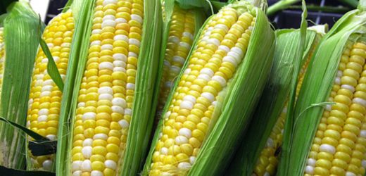 L&rsquo;Afrique du Sud autorise les importations de maïs OGM américains