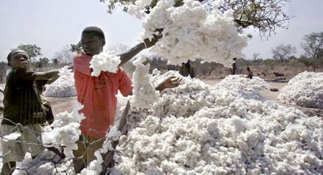 Togo : la bonne santé de la production cotonnière