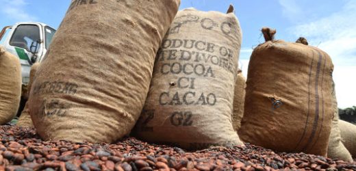 Côte d’Ivoire : le cacao dans la tourmente